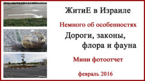 Дороги и фауна Израиля. Фотоотчет