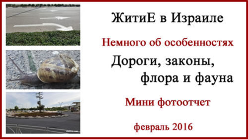 Дороги и фауна Израиля. Фотоотчет