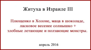 Житие в Израиле. Фото, видео. Плющенко, жуки, маца в шоколаде