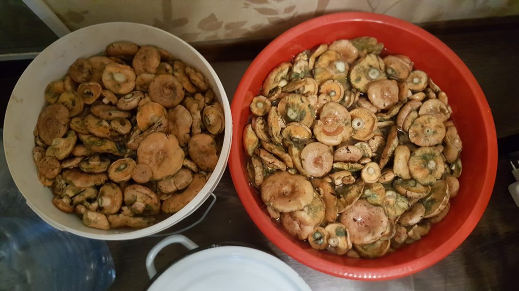 Рыжики из уральских лесов
