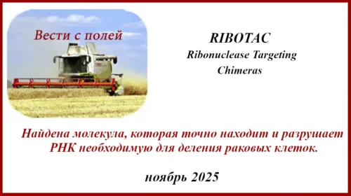 РНК TERRA и её уничтожение при помощи молекулы RIBOTAC